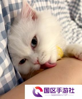 网络用语舔猫型是什么梗