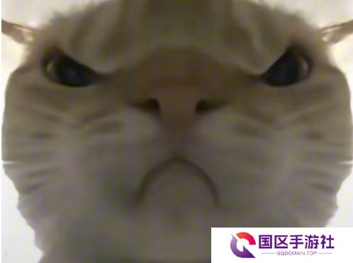 鼠鼠猛攻是什么梗网络用语-鼠鼠猛攻梗意思及出处分享